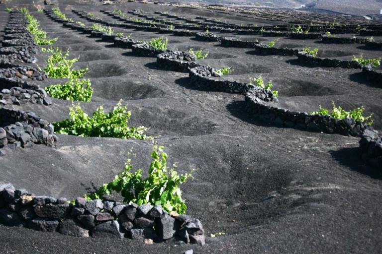La Geria - Lanzarote